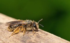 Andrena humilis