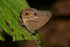 Optimandes eugenia transversa