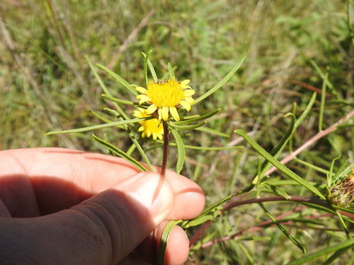 Image of Geigeria burkei by (c) Matthew Fainman, some rights reserved (CC BY)