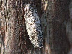 Dahlica triquetrella