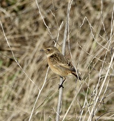 Saxicola rubicola
