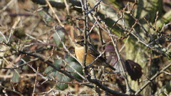 Saxicola rubicola
