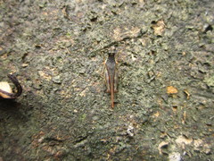 Hebarditettix armatus