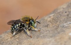 Anthidium punctatum
