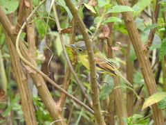 Pachyramphus versicolor