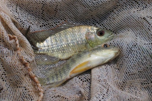 Blue-spotted Tilapia