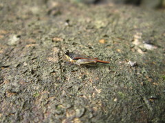 Hebarditettix armatus