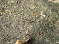 Hebarditettix armatus