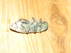 Pseudotaenia gigas