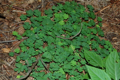 Oxalis acetosella