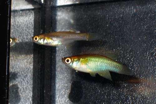 Bukoba-lampoogje (Lacustricola bukobanus) — Poeciliidae — 2