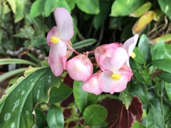 Begonia