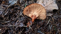 Paralepista
