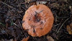 Paralepista
