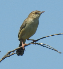 Cisticola rufilatus