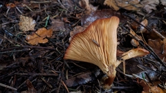 Paralepista
