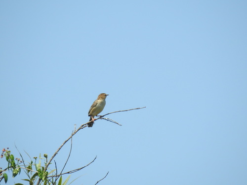 Tinkling Cisticola (Cisticola rufilatus), photo 8