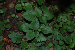 Lamium galeobdolon