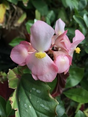 Begonia