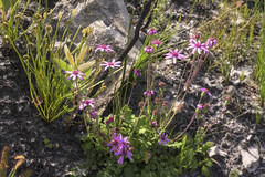 Senecio cymbalarifolius