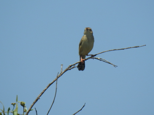 Tinkling Cisticola (Cisticola rufilatus), photo 9