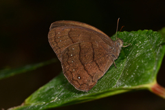 Forsterinaria proxima