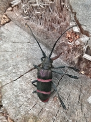 Ceroplesis orientalis