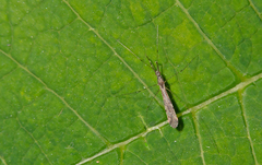 Empicoris rubromaculatus