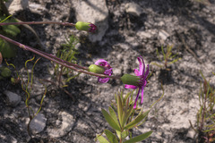 Senecio cymbalarifolius