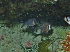 Trachichthys australis
