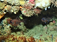 Trachichthys australis