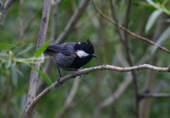 Periparus rufonuchalis