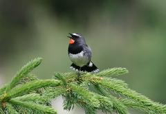 Calliope pectoralis