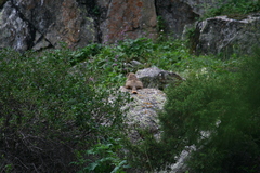 Marmota baibacina