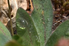 Pilosella aurantiaca