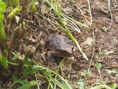 Pristimantis unistrigatus