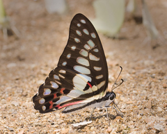 Graphium doson axion