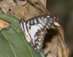 Graphium doson axion