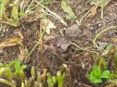 Pristimantis unistrigatus