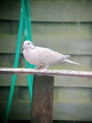 Streptopelia decaocto