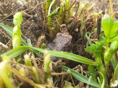 Pristimantis unistrigatus