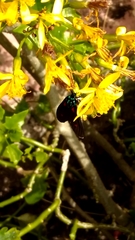 Lepidoptera