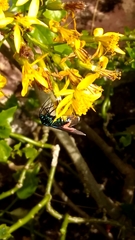 Lepidoptera