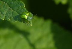 Plagiometriona herbea