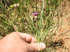 Parapolydora fastigiata
