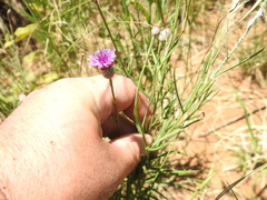 Parapolydora fastigiata