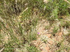 Parapolydora fastigiata