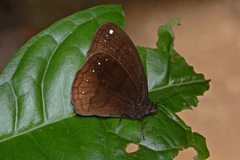 Forsterinaria pichita