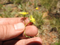 Felicia mossamedensis