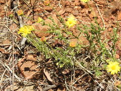 Felicia mossamedensis